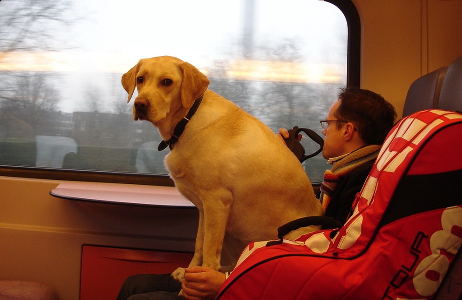 Перевозка собаки в поезде