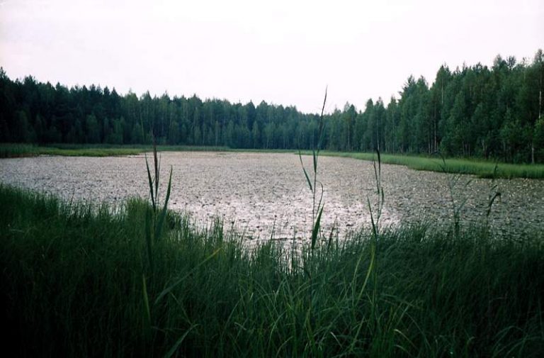 Где купается каллиста дисхоноред