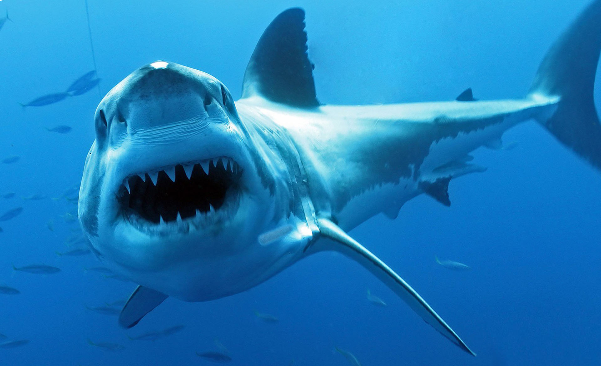 Виды акул в черном море фото