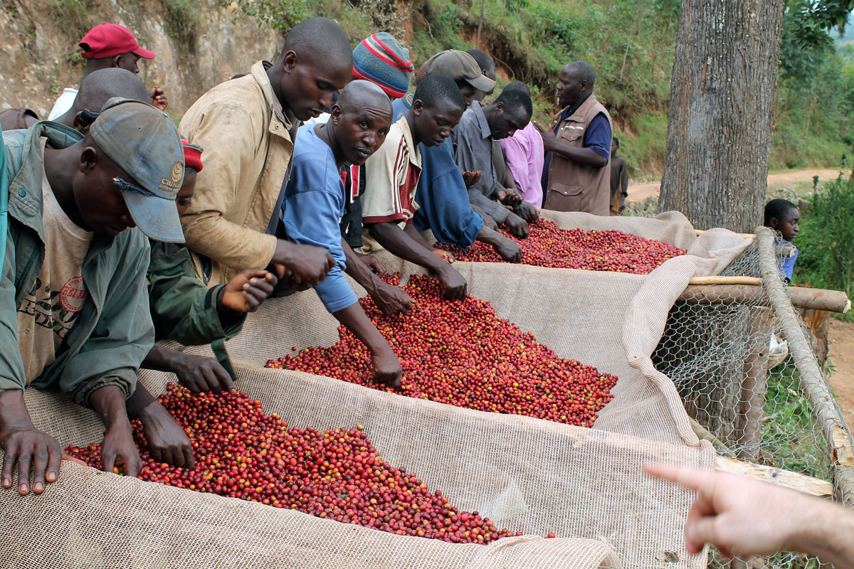 Бурунди ботсвана прогноз. Гитега Бурунди. Столица Бурунди Африка. Бурунди Африка плантации кофе. Бурунди Бужумбура.