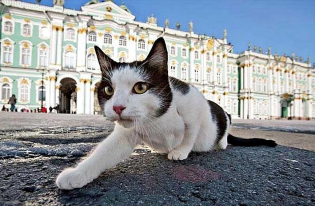 Правда ли что в эрмитаже живут кошки